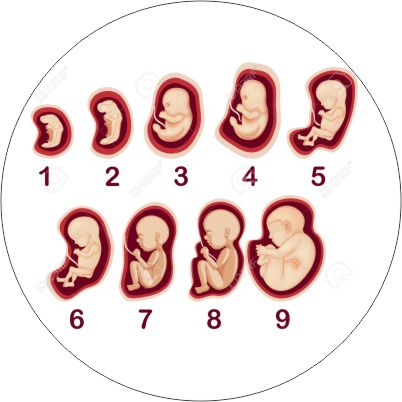 Embryo development