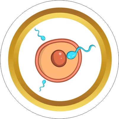 Fertilization
