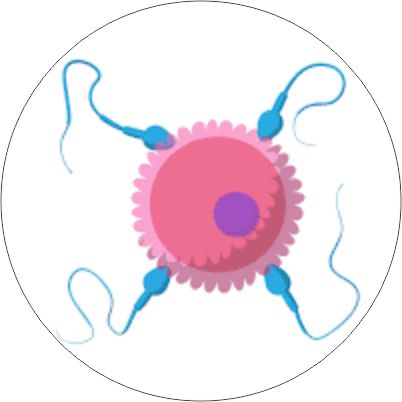 The sperm (Collecting Your Eggs)